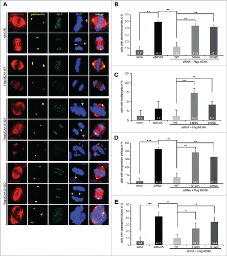 Figure 3. Interfering with MCAK S192 phosphorylation causes multiple mitotic defects. For mitotic phenotype analysis, HeLa cells were transfected with siRNA targeting only endogenous MCAK and followed by the rescue with Flag-tagged MCAK WT or its mutants. Cells were synchronized to the G2 phase using RO-3306 and released into fresh medium for 1.5 h for further analysis. (A) Immunofluorescence staining. To evaluate the mitotic phenotype, treated cells were stained for α-tubulin, pericentrin, Hec1 and DAPI. Representatives are shown. White arrows indicate misaligned or segregated chromosomes. Scale bar: 10 μm. (B) Quantification of aberrant spindles. The results are represented as mean ±SD. **p < 0.01. (C) The frequency of cells showing multipolarity. The data are displayed as mean ±SD. **p < 0.01, ***p < 0.001. (D) Evaluation of chromosome misalignment. The data are displayed as mean ±SD. **p < 0.01, ***p < 0.001. (E) The frequency of cells showing segregation defects. The results are represented as mean ±SD. *p < 0.05, **p < 0.01, ***p < 0.001.