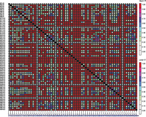 Figure 4. LD plot generated by AFLP marker pairs. The upper diagonal shows the linkage disequilibrium rates (D´) among each pair of markers and the below diagonal corresponds to their P-values.