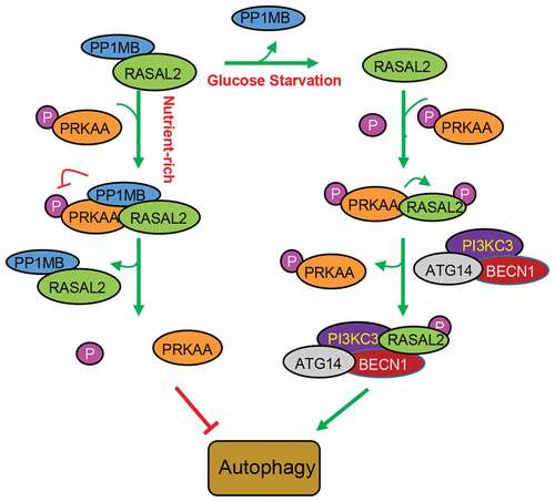 Figure 7. Schematic model of RASAL2 regulation on autophagy. Under normal circumstances, the complex of RASAL2 andphosphorytase PP1MB (RASAL2/PP1MB) can bind to phosphorylated PRKAA (p-PRKAA), dephosphorylating PRKAA and thus keeping autophagy at a low level. Additionally, RASAL2 is a direct substrate of PRKAA. Glucose deprivation can activate AMPK and release PP1MB from RASAL2. Activated PRKAA then phosphorylates RASAL2 at S351, resulting in an increase in the binding of RASAL2 with PI3KC3 complex, as well as the interaction between PI3KC3 and its substrate PtdIns to increase PI3KC3 activity toward PtdIns3P production and autophagy