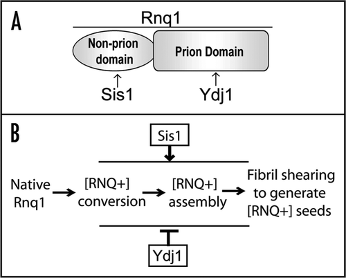 Figure 2 Domain structure of Rnq1 from S. cerevisiae (A). Rnq1 contains a N-terminal non-prion domain (aa1–152) and a C-terminal, Gln/Asn-rich prion domain (aa153–405). Sis1 binds a short, hydrophobic motif in the non-prion domain while Ydj1 binds numerous motifs in prion domain. (B) Model for Hsp40 action in [RNQ+] prion assembly pathway. Native Rnq1 is converted to the [RNQ+] prion state and assembles into large, [RNQ+] prion aggregates that are sheared to generate heritable [RNQ+] prion seeds. Sis1 might facilitate shearing to maintain a pool of [RNQ+] prion seeds thereby propagating the [RNQ+] prion state. In addition Sis1 might promote the elongation of [RNQ+] prion particles. In contrast, Ydj1 might antagonize [RNQ+] prion assembly through binding an early [RNQ+] prion conformer thus hindering [RNQ+] assembly or by accelerating the disassembly of large, [RNQ+] prions such that Rnq1 is eventually converted to its native state.