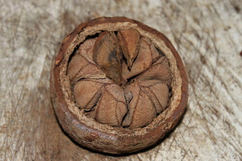 Figure 9. Brazil nut (Bertholletia excelsa) (Cavalcanti Citation2014).