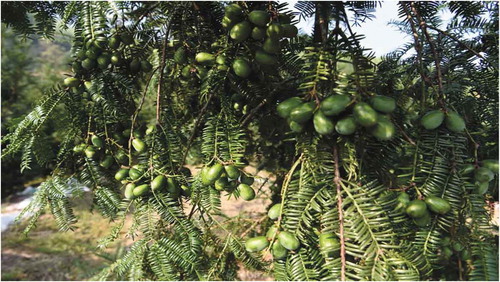 Figure 1. Fruits of Chinese Torreya