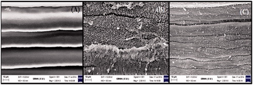 Figure 3. SEM of mature proglottids of R. tetragona: (A) control showing smooth velvety appearance; (B) treated worm with C. viscosum show vacuolization and no differentiation between each segment; (C) treated with PZQ show cracks and wrinkle formation in the tegument. All scale bars 10 μm.