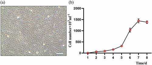 Figure 1. Morphology and growth curve of cultured sheep fetal fibroblasts cells (FFCs): (a) the morphology of generation 3 fibroblasts, scale bars: 200 μm;(b) The “S” shape of growth curve.