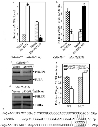 Figure 3. The Mir6981 binding site in 5ʹ-UTR of Phlpp1 mRNA was required for Mir6981 inhibition of Phlpp1 5ʹ-UTR activity and protein expression. (a) Real-time PCR was employed to identify the expression levels of Mir6981 in Cdkn1b+/+ cells with overexpressed Mir6981 and cdkn1b(Δ51) cells stably transfected with Mir6981 inhibitor. (b) Wild-type Phlpp1 mRNA 5ʹ-UTR-driven luciferase reporters were cotransfected with pRL-TK into Cdkn1b+/+ vs. Cdkn1b+/+(Mir6981) cells and cdkn1b(Δ51) vs. cdkn1b(Δ51) (Mir6981 inhibitor) cells, respectively. Twenty-four h post transfection, the transfectants were extracted to evaluate the luciferase activity. TK was used as an internal control. The results were presented as Phlpp1 5ʹ-UTR activity relative to scrambled control vector transfectants. The symbol (*) indicates a significant difference (P < 0.05). (c,d) The protein levels of PHLPP1 in Cdkn1b+/+ cells with overexpressed Mir6981 (c) and cdkn1b(Δ51) cells stably transfected with Mir6981 inhibitor (d) were determined by western blots with TUBA as a loading control. (e) The illustration of Mir6981 binding to the Phlpp1 mRNA 5ʹ-UTR region and Mir6981 binding site mutation. (f) Wild type and mutant of Phlpp1 mRNA 5ʹ-UTR-driven luciferase reporters were co-transfected with pRL-TK into Cdkn1b+/+ and Cdkn1b+/+(Mir6981) cells. Twenty-four h post transfection, the transfectants were extracted to determine the luciferase activity. TK was used as an internal control. The results are presented as Phlpp1 5ʹ-UTR activity relative to Cdkn1b+/+(vector) cells. The symbol (*) indicates a significant inhibition in comparison to Cdkn1b+/+(vector) cells (P < 0.05).