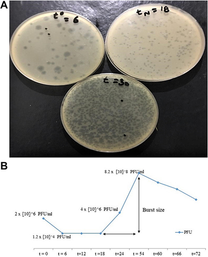 Figure 5 (A) Determination of one step growth curve through plaque assay. (B) Graphical analysis of phage titer at several time periods of one step growth curve.