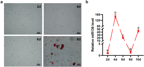 Figure 1. miR136 expression pattern in the process of adipogenesis. (a) Sheep preadipocytes and oil red O staining. The red dots are lipid droplets inside the cell stained red by oil red O. Scales bar: 50 µm. (b) miR136 expression patterns in adipogenesis. Data are presented as ‘mean ± SD’. Different lowercase letters at the top of each bar denote significant differences among groups. The difference among groups was compared by one-way ANOVA with Tukey’s post hoc test, P < 0.05.