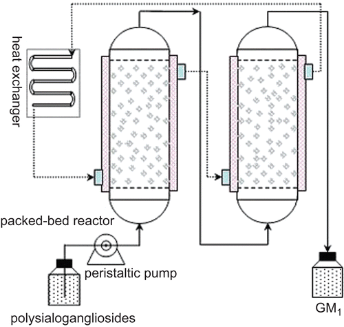 Figure 1.  A schematic diagram of continuous production process of monosialotetrahexosylganglioside (GM1).