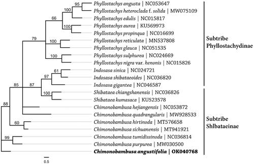 Figure 1. Maximum-likelihood phylogenetic analysis of 21 bamboo species from the subtribe Phyllostachydinae and Shlbataeinae in tribe Shlbataeeae based on the complete chloroplast genome sequences. Bootstrap percentages are indicated for each branch.