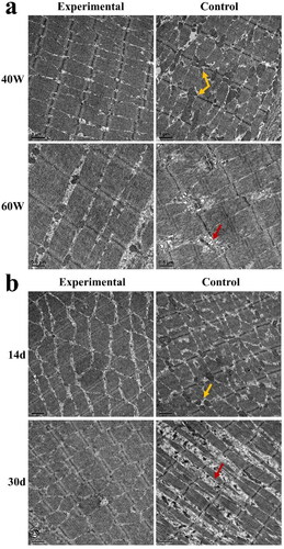 Figure 7. Histopathological changes of skeletal muscle adjacent to the implant after single microwave irradiation at 40 W and 60 W and continuous microwave irradiation at 40 W (transmission electron microscope). Yellow arrow: increased swelling of mitochondria; red arrow: disorder of sarcomere.