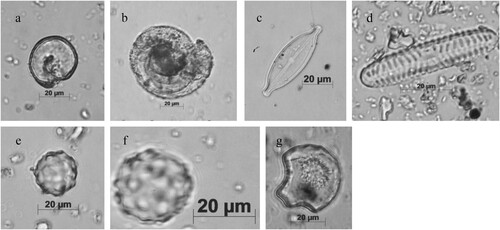 Figure 10. Benthic foraminifera, diatoms and phytoliths from the deeply buried deposits in the mangrove forest. (a,b) benthic foraminifera (ATR-01, clay griddle); (c,d) diatoms (ATR-16 [cooking pot] and ATR −26 [coral tool], respectively); (e,f) Arecaceae phytoliths, globular echinates (ATR-01 [clay griddle] and ATR-28 [stone tool], respectively); and g. grass buliform phytolith (ATR-26, coral tool) (Photos by Jaime Pagán Jiménez).