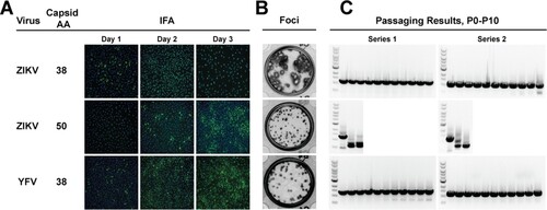 Figure 2. Extended capsid duplication. A. Virus, corresponding number of duplicated capsid amino acids, and representative Day 1 to Day 3 IFA images. The anti-flavivirus envelope antibody 4G2 was used. B. Focus-forming assay on Vero cells after four-day infection. C. Reporter gene retention after ten passages on Vero cells. RT-PCR products covering the reporter gene are shown for the two independent passaging series. ZIKV C50 passaging was discontinued after P2 due to loss of reporter gene. Band sizes corresponding to the full-length reporter gene are as follows ZIKV C38: 1,201 bp; ZIKV C50: 1,237 bp; YFV C38: 1,321 bp.
