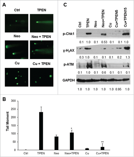 Figure 3. DNA damage by TPEN is dependent on redox cycling of copper. (A) Comet assay in HCT116 cells treated with 5 μM TPEN for 24 hrs or treated with 25 μM Neo or 5 μM cooper sulfate (Cu) for 2 hrs before TPEN. Representative images were taken by a fluorescent microscope at 40x magnification, scale bar 20 μm. (B) Quantitative analysis of the tail moment of comets was done using the Comet Assay IV software. Each value is the mean ± SD of 3 separate experiments. **p <0.01 significant difference with respect to TPEN. (C) Western blot images showing expression of γ-H2AX, p-ATM, p-Chk1 in cells treated with 5 μM TPEN for 24 hrs or treated with 25 μM Neo or 5 μM copper sulfate for 2 hrs before TPEN. Expression of total cellular proteins are shown and GAPDH was used as a loading control.