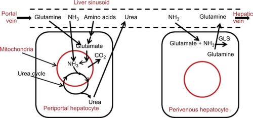 Figure 2 Processes involved in N balance in the liver.