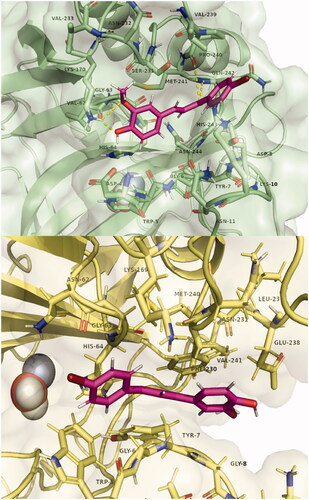 Figure 4. Poses of compound 7 bound in the adjacent pocket to the active site entrance of hCA I (above) and hCA II (below). Hydrogen bonds with residues Lys170, Pro 240, and Gln242 are highlighted in yellow. Images were generated with Pymol. The selected structures of all ligands with CAs are presented in the Supplementary Material.