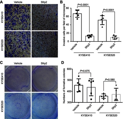 Figure 2 Wnt5a stimulates the invasion of ESCC cells. (A and B) KYSE410 and KYSE520 ESCC cells were treated with 1 μg/mL secreted Frizzled-related protein 2 (sfrp2), an antagonist of Wnt5a, and/or vehicles and allowed to invade the matrigel for 6 hrs. The invasive cells on the lower sides of Boyden chamber membranes were counted under a microscope field. Objective lens, magnification, ×20; numerical aperture, 0.75. (C and D) Wnt5a did not alter the ability of the colony formation of KYSE410 and KYSE520 cells. The single-cell suspensions of KYSE410 and KYSE520 cells were seeded on 6-well plates and were treated with 1 μg/mL sfrp2 and/or vehicles. They were allowed to grow in a normal cell-cultural condition for 15 days. Tumor cell colonies were stained with crystal violet and counted the number.Abbreviation: ESCC, esophageal squamous cell carcinoma.