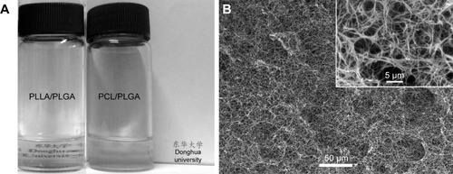 Figure 1 (A) The clarity situation of polymer blends of PLLA/PLGA and PCL/PLGA dissolved in THF with 10% (w/v) concentration at 60°C. The blend solution of PLLA/PLGA is clear, meaning the miscibility of PLLA and PLGA, while the blend solution of PCL/PLGA is turbid, indicating that PLGA is immiscible with PCL. (B) The SEM images of scaffold prepared from polymer blend of PLLA/PLGA.Abbreviations: PCL, poly(ε-caprolactone); PLGA, poly(lactic-co-glycolic acid); PLLA, poly(l-lactic acid); SEM, scanning electron microscope; THF, tetrahydrofuran.