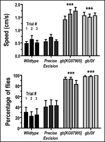 Figure 2 Genderblind mutants recover from banging and climb faster and higher than controls during repeated trials. As for Figure 1, vials containing groups of four male or four female flies were banged twice to knock flies to the bottom, and the speed and number of flies reaching a 7 cm high ‘finish line’ were recorded. This test was repeated three times in three consecutive minutes for each group. As shown, consistently more gb[KG07905] flies passed the line, compared to controls, and did so faster, regardless of trial number. The height of each bar in the graph represents the average of ten measurements from 20 males and 20 females. Error bars represent S.E.M. Asterisks represent statistical significance where p < 0.001.