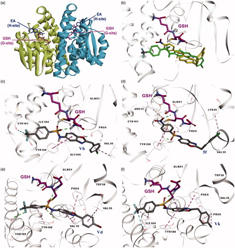 Figure 1. (a) Binding sites of dimeric hGST P1-1 enzyme (pdb ID 2GSS and 6GSS): the protein structure is represented in solid ribbon secondary type. (b) Docking pose of compound 5f and Vh in 6GSS. (c) Docking pose of Vh*: sulphonyl group revealed H bonds with SH and glycine NH of GSH, CF3 group of the compound showed halogen bond with Cys101, compound had interactions with Pro9 (alkyl hydrophobic), Val35 (pi-alkyl), Ile104 (pi-alkyl), and Tyr108 (pi–pi). (d) Docking pose of 5f*: sulphonyl group revealed H bond with Gln51 and Tyr108, compound had interactions with Arg13 (electrostatic), Lys44 (alkyl hydrophobic), Tyr108 (pi–pi), and GSH (pi-sulfur). (e) Docking pose of Vd*: sulphonyl group revealed H bonds with Tyr108 and glycine NH of GSH and CF3 group revealed H bond with Tyr109, compound had interactions with Phe8 (pi–pi), Val10 (pi-alkyl), Val35 (pi-alkyl), and Tyr108 (pi–pi). (f) Docking pose of Vk*: sulphonyl group revealed H bond with Glycine NH of GSH, CF3 group of the compound showed halogen bond with Ile104, compound had interactions with Phe8 (pi–pi), pro9 (pi-alkyl and alkyl hydrophobic), Ile104 (pi-alkyl and alkyl hydrophobic), Tyr108 (pi–pi), and GSH (pi-sigma). *The protein structure is represented in flat ribbon style, GSH and all the ligands are seen in stick representation.