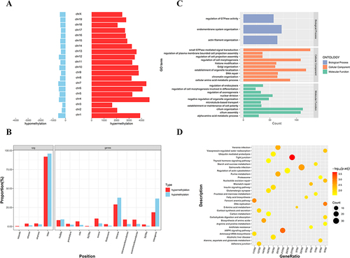 Figure 6 Distribution and bioinformatic analysis of differentially methylated regions (DMRs) on the genome of PCOS vs control groups. (A) The distribution of hypermethylated regions (red) and hypomethylated regions (blue) DMRs in the whole genome; (B) The distribution of DMRs located in the CpG and genomic regions; (C) GO analysis of genes with DMRs promoters; (D) KEGG analysis of genes with DMRs promoters.