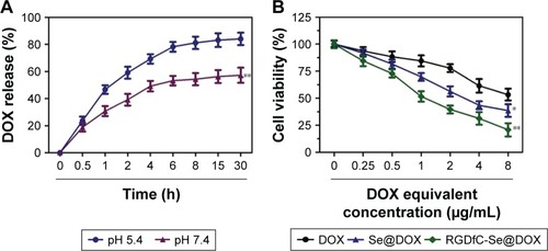 Figure 5 (A) In vitro pH-triggered release of DOX from RGDfC-Se@DOX. **P<0.01 vs the pH 5.4 group. (B) In vitro cytotoxicity of DOX, Se@DOX, and RGDfC-Se@ DOX on A549 cells. *P<0.05 and **P<0.01 vs the free DOX group. RGDfC-Se@DOX, selenium nanoparticles conjugated with RGDfC and DOX; Se@DOX, selenium nanoparticles conjugated with DOX.Abbreviations: DOX, doxorubicin; RGDfC, Arg–Gly–Asp–d-Phe–Cys.