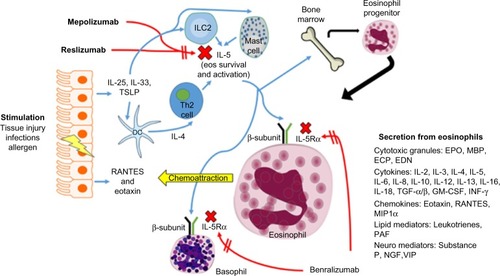 Figure 1 Eosinophil (eos) trafficking and maturation in asthma.