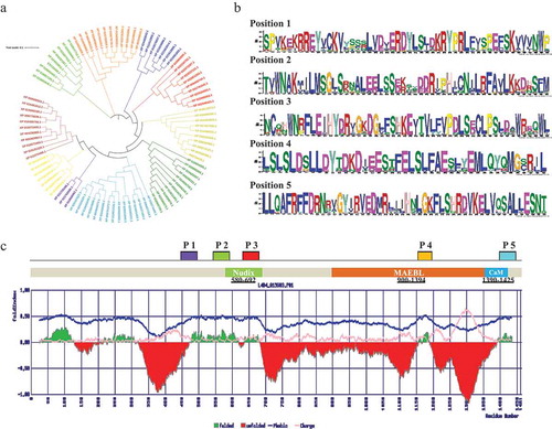 Figure 1. (a) iTOL server has been used to construct the phylogenetic tree of CCAR1 protein sequences. (b) Identification of conserved motifs of CCAR1 protein family. (c) The positions of the motifs are denoted by P1, P2, P3, P4, and P5. Conserved domain structure of M. notabilis CCAR1 protein along with predicted fold/unfold property. Despite Nudix/DBC1 homology domain, MAEBL and calmodulin (CaM) domains are also found in C-terminal of CCAR1 protein. Deleted in breast cancer domain and it homologs from diverse eukaryotes are a catalytically inactive version of the Nudix hydrolase (MutT) domain. It is predicted to bind NAD metabolites and regulate the activity of SIRT1 or related deacetylases by sensing the soluble products or substrates of the NAD-dependent deacetylation reaction.