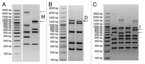 Figure 2. Detected changes in size of M (A), D (B) and I (C) PCR products and “ghost bands” in panel (C). Size standard O’GeneRuler™ 100 bp Plus DNA Ladder marker (Fermentas SM1153).