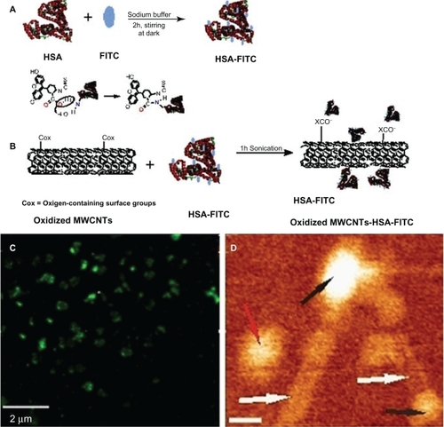 Figure 3 A) Illustration of chemical reactions used for the covalent labeling of HSA-FITC. B) Schematic showing oxidized MWCNT-HSA-FITC formation. C) A typical fluorescent image of HSA-MWCNTs (100 mg/L): globular fluorescent carbon nanotubes corresponding to attached large molecule of fluorescent albumin are observed. D) 140 nm × 120 nm AFM topographic image of HSA (black arrows) conjugated to MWCNTs (white arrows). The red arrow indicates the presence of an unconjugated HSA molecule. The scale bar represents 20 nm.Abbreviations: AFM, atomic force microscopy; FITC, fluorescein isothiocyanate; HSA, human serum albumin; MWCNT, multiwalled carbon nanotubes.