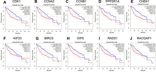 Figure 9 Association of expressions among 10 upregulated Hub genes and the disease-free survival of patients with HCC. (A) CDK1. (B) CCNA2. (C) CCNB1. (D) PPP2R1A. (E) CHEK1. (F) KIF23. (G) BIRC5. (H) OIP5. (I) RAD51. (J) RACGAP1.