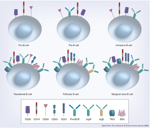 Figure 1. The naive pre-immune B-cell subsets with cell surface markers and B-lymphocyte stimulator family cytokine receptors.BCR: B-cell receptor; BR3: B-lymphocyte stimulator receptor 3; TACI: Transmembrane activator 1 and calcium-signaling modulator and cyclophilin ligand-interactor.