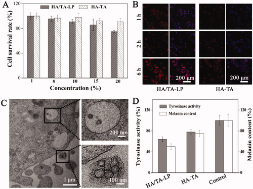 Figure 2. (A) The cell viability of A375 cells treated with HA/TA-LP or HA-TA; (B) CLSM images of uptake of TA by A375 cells (red, indicated by R6G); (C) Ultrastructural characterizations of cell treated with HA/TA-LP; (D) Effects of HA/TA-LP and HA-TA on tyrosinase activity and melanin content (p < .05).