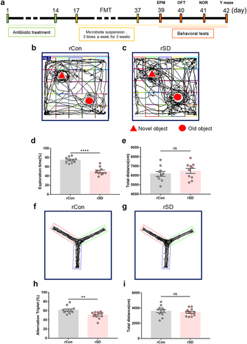 Figure 2. The effects of fecal microbiota transplant on cognitive performance in mice.