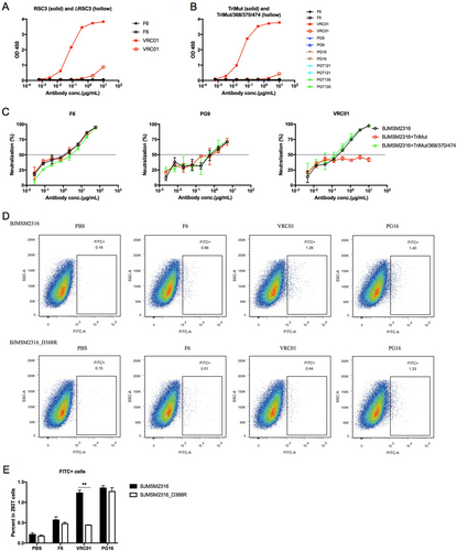 Fig. 4 F6 does not target the CD4 binding site epitope of GP120.a ELISA binding of F6 to RSC3 and ΔRSC3. b ELISA binding of F6 to TriMut and TriMut/368/370/474. c Competition neutralizing of F6 against HIV-1BJMSM2316 with TriMut and TriMut/368/370/474. d Flow cytometry dot plots showing the binding capacity of F6 to HIV-1BJMSM2316 and HIV-1BJMSM2316_D368R GP160 on the surface of transfected 293 T cells. e The percentage of FITC + cells in 293 T cells are shown as mean ± SD (n = 3). The symbol “**” indicates P < 0.01