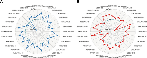 Figure 6 Correlations between PLK1 expression and the TMB and MSI in various cancers. (A) Radar map of the correlation between PLK1 expression and the TMB. (B) Radar map of the correlation between PLK1 expression and MSI.