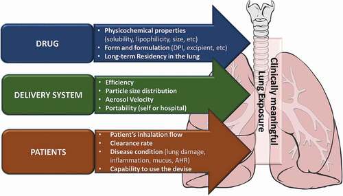 Figure 3. Factors affecting lung exposure and distribution of inhaled-antifungal agent. AHR: airway hyperresponsiveness.