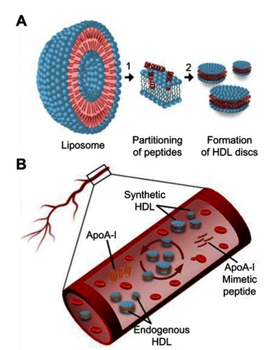 Figure 1 Schematic presentation of ApoA-I peptide interaction with lipids. (A) Synthetic HDL (sHDL) particle assembly process: 1) ApoA-I peptides adsorb to the surface of liposomes and partition into the phospholipid bilayer; 2) Bilayer solubilization and assembly of sHDL occur after a critical peptide to lipid ratio is reached. (B) Lipoprotein remodeling in vivo. Upon administration, sHDL interacts with endogenous HDL in bloodstream by exchanging protein and phospholipid components. This interaction results in the formation of lipid-poor endogenous ApoA-I, lipid poor ApoA-I synthetic peptide, and HDL particles containing protein and peptide components.