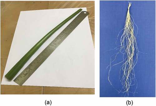 Figure 3. (a) Matured water hyacinth stem (b) extracted fibers after 5 days retting.
