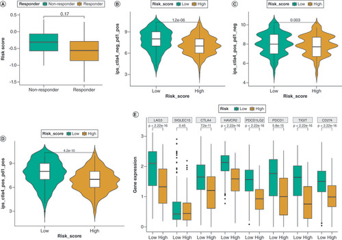 Figure 7. Assessment of the responsiveness to immunotherapy using differentially expressed gene score. (A) Comparison of the tumor immune dysfunction and exclusion (TIDE) in the two DRG-score groups. (B–D) Comparison of the immunophenoscore (IPS) in the two DRG-score groups, categorized by anti-PD-1, anti-CTLA-4, or anti-(CTLA-4 plus PD-1). (E) Comparison of immune checkpoint gene expression in the two DRG-score groups.