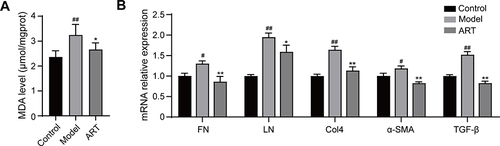Figure 9 Artemisinin suppressed the production of Malondialdehyde and extracellular matrix in the renal cortex of mice. (A) Effect of artemisinin on Malondialdehyde (MDA). (B) Real-time PCR analysis was used to assess the mRNA levels of FN, LN, Col4, α-SMA and TGF-β. (All data are presented as mean ± SD. #p<0.05, ##p<0.01: compared with the control group; *p<0.05, **p<0.01: compared with the model group).