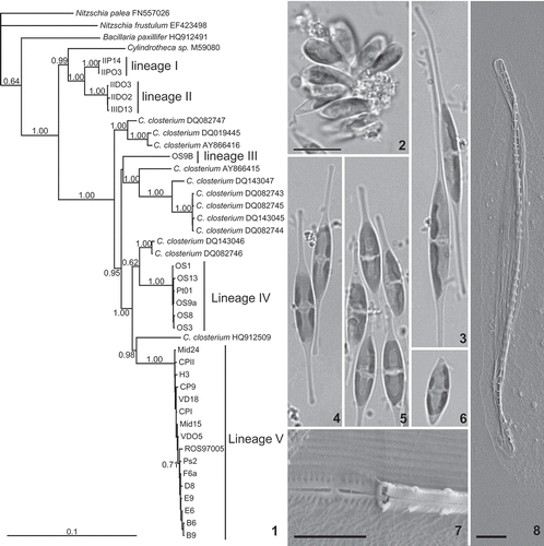 Figs 1–8. Cylindrotheca rbcL phylogeny and the morphology of valves (SEM) and living cells (LM) of strains from C. closterium lineage V. 1. Most likely tree from Bayesian Inference analysis of Cylindrotheca rbcL sequences. Posterior probabilities > 0.5 are shown at the nodes. Accession numbers are given for sequences downloaded from Genbank. The five lineages containing strains isolated for this study are indicated and numbered I to V. 2. Clustered cells of strain E9 close to the minimal viable cell size, LM. 3. Large cells of progeny strain F1(D8 × E9)1. 4. Cells of strain Mid24. 5. Cells of strain E6. 6. Cell of strain E9 close to the minimal viable cell size. 7. Detail of central area of a valve of strain VDO5 in a cross between B6 and VDO5, SEM. 8. Valve of strain B6 from a cross between B6 and VDO5 (as determined based on the size difference between the strains), SEM. Scale bars = 10 µm (Figs 2–6: bar in Fig. 2), 1 µm (Fig. 7) and 2 µm (Fig. 8).
