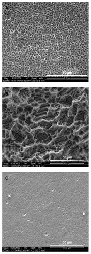 Figure 2 Scanning electron microscopic images of specimens. (A) TiO2 nanotube layer, (B) microporous titanium, and (C) polished titanium plates.
