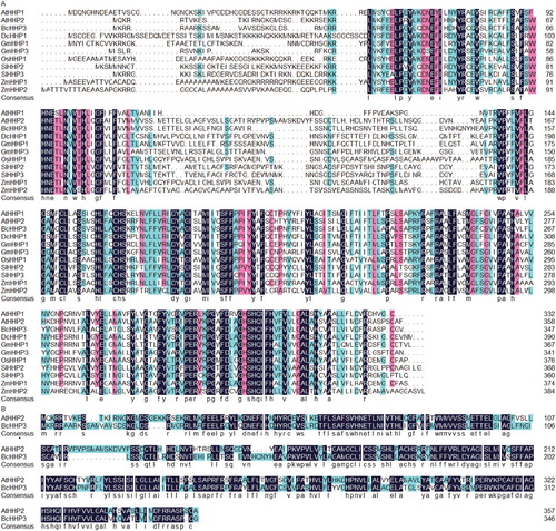 Figure 1. Amino acid sequence alignments of heptahelical proteins (HHPs) from Pak-choi and other crops. BcHHP3 was isolated in the study and some other crop proteins were selected from GenBank (A). Less conserved residues, highly conserved residues and perfectly matched residues are represented by a green box, a pink box and a black box, respectively (B).