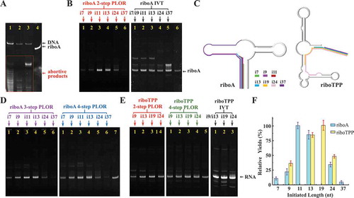 Figure 3. Comparison of PLOR efficiency on riboA and riboTPP with diverse initiation lengths. (A) Eluents of the 4-step PLOR for riboA at the initiation stage (Lane 1), cycle 1 of elongation (Lane 2), cycle 2 of elongation (Lane 3), and termination stage (Lane 4). The eluent collected at step 4 (termination) is the full-length riboA. Abundant transcripts are observable at the initiation stage. (B) Gel images of crude products at 2-step PLOR for riboA (left, red marks): i7 (Lane 1), i9 (Lane 2), i11 (Lane 3), i13 (Lane 4), i24 (Lane 5), i37 (Lane 6) and IVT (right, black marks): i7 or i9 (Lane 1), i11 (Lane 2), i13 (Lane 3), i24 (Lane 4), i37 (Lane 5), control (1.25pmoles purified riboA, Lane 6). (C) The schematic synthesis processes of 2-step PLOR for riboA (left) and riboTPP (right). The initiated sequences for riboA: i7 (green), i9 (magenta), i11 (red), i13 (blue), i24 (pink), and i37 (purple). The initiated sequences for riboTPP: i9 (magenta), i13 (blue), i19 (orange), and i24 (pink). (D) Gel images of crude products at 3-step PLOR (left, purple marks) and 4-step PLOR (right, blue marks) for riboA: i7 (Lane 1), i9 (Lane 2), i11 (Lane 3), i13 (Lane 4), i24 (Lane 5), i37 (Lane 6) and control (1.25pmoles purified riboA, Lane 7). (E) Gel images of crude products at 2-step PLOR (left, red marks) and 4-step PLOR (middle, green marks) for riboTPP: i9 (Lane 1), i13 (Lane 2), i19 (Lane 3), i24 (Lane 4), and control (1.25pmoles purified riboTPP, Lane 5). Gel image of crude products at IVT for riboTPP (right, black marks): i9 or i13 (Lane 1), i19 (Lane 2) and i24 (Lane 3). (F) Relative yields of 2-step PLOR for riboA (blue) and riboTPP (yellow) varying with initiated lengths. The yields of i11-riboA and i19-riboTPP were set to 100% in the individual RNA system. Mean values ± s.d. of three or four replicates are shown.