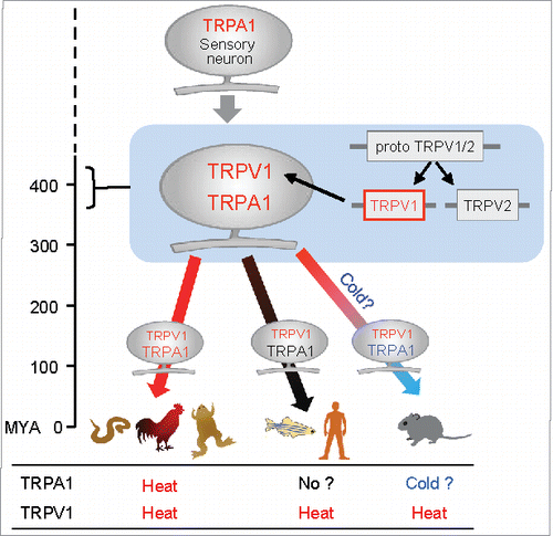 Figure 2. Evolutionary scheme for TRPA1 and TRPV1 in vertebrates. TRPA1 was likely acquired as a sensor for heat and noxious chemicals in ancestral animal species. Subsequently, TRPV1 emerged by gene duplication in ancestral vertebrates and was likely co-expressed with TRPA1 in sensory neurons. TRPV1 retained heat sensitivity, whereas thermal sensitivity of TRPA1 may have changed during vertebrate evolution. MYA: million years ago.