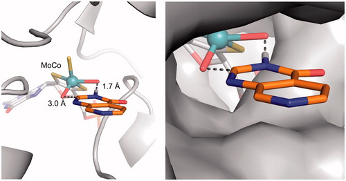 Figure 5. Proposed binding mode of compound 3 (orange sticks) in the human hAOX1 substrate binding site (PDB code 4uhw, grey). Cartoon representation of the protein with the proposed binding mode of 3 to the metal-coordinating oxygen atoms within the molybdenum cofactor MoCo (left); Surface representation illustrating the proposed binding mode (right).