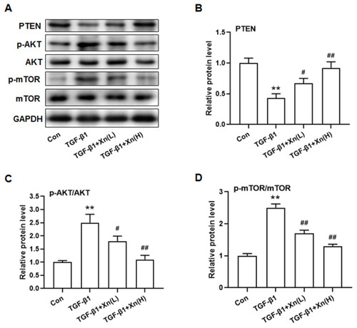 Figure 3 Xn inhibited the PTEN down-regulation and Akt/mTOR phosphorylation induced by TGF-β1 in cardiac fibroblasts. (A) Representative immunoblotting images of PTEN, p-AKT, AKT, p-mTOR, mTOR and GAPDH; (B–D) Gray value statistics of these proteins. Data are mean±S.E.M. n=3. **P < 0.01 vs. Control; #P < 0.05, ##P < 0.01 vs. TGF-β1.