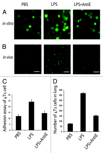 Figure 5. 4T1 cells homing to pulmonary microenvironment depends on E-selectin. (A) Tumor cells-MPVECs adhesion assays under three conditions: PBS, LPS (10 μg/mL), and LPS with anti-E-selectin antibody. (B) Tumor cell homing to lungs after LPS stimulation was significantly reduced by treatment with anti-E-selectin antibody in mice. Bar is 100 μm, and the pictures below were under 10 times magnification. (C) The number of adhering tumor cells was counted. (D) The number of tumor cells homing in lungs was counted.