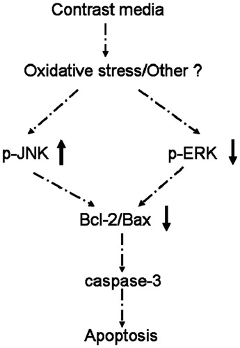 Figure 4. Pathophysiologic mechanisms for the apoptosis induced by ionic high-osmolar contrast media in diabetic rats.