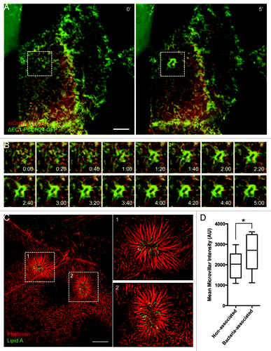 Figure 3. Loss of T3SS function eliminates pedestal formation, but not microvillar elongation. (A) Time-lapse images of ΔEscN-EPEC infected Caco-2BBE cells expressing ΔEC1-PCDH24-GFP (green) and mCherry-UtrCH (red). (B) Individual frames of region outlined in (A). Microvillar elongation at sites of attachment occurs on the same time scale as cells infected with WT EPEC. Membrane accumulates around the bacteria, but actin pedestals do not form. (C) SIM image of dense network of microvilli accumulating and elongating around ΔEscN-EPEC. (D) Increased average actin intensity of microvilli that are infected with ΔEscN-EPEC compared with microvilli on the same cells that are not interacting with bacteria. Mean intensity of each microvillus was measured by line scan, and data represent the average of 6 cells, with 35–105 microvilli measured per cell. *P < 0.05. Scale bars = 5 μm.